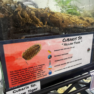 Cubaris Sp. Yellow Tiger Isopod Bin Label